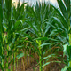 Illustration for article titled Not All GMO Plants Are Created Equal